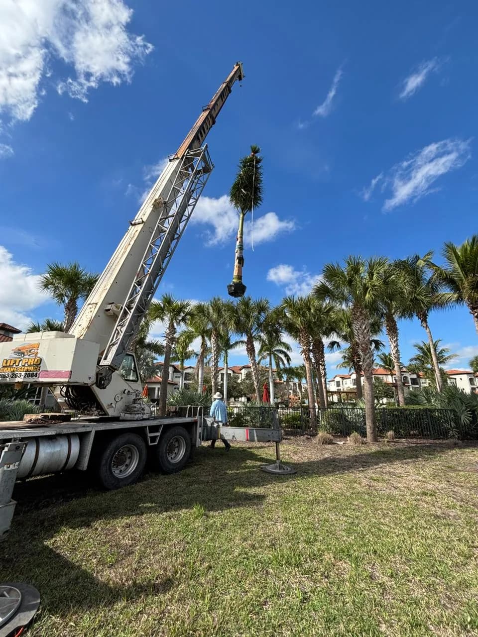 Palm Installation